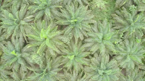 Aerial view, top down of a large palm oil plantation in Ecuador, South America Vidéo 146754101