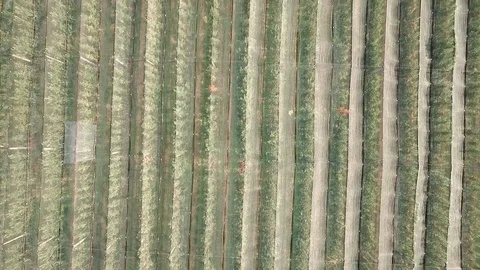 Aerial view: Top down view. Flying over apple gardens Stockbeeldmateriaal 102054075