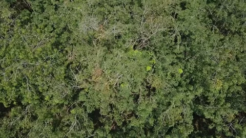 Aerial View. top down view over lush green jungle rainforest canopy Stock Footage 247052649