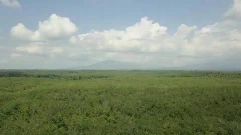 Aerial View. top down view over lush green jungle rainforest canopy Stock Footage 247055665