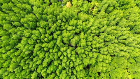 Aerial view of the top of the tree that is swaying in the tropical mangrove fore Stock-Footage 107866417