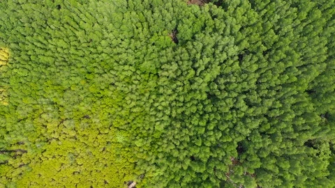 Aerial view of the top of the tree that is swaying in the tropical mangrove  Vídeo Stock 116807071