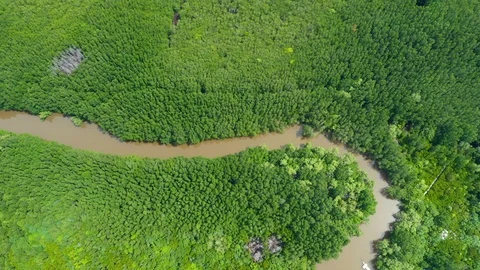 Aerial view of the top of the tree that is swaying in the tropical mangrove fore 库存影片 117282929