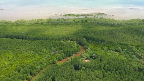 Aerial view of the top of the tree that is swaying in the tropical mangrove  Stock Footage 117995944