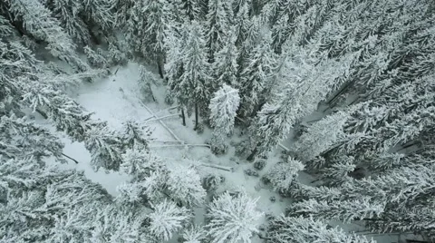 Aerial view top tree winter Carpathians  스톡 동영상 66461996