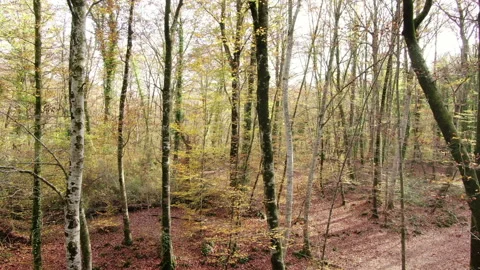 Aerial View Up to the Top of the Trees in Early Autumn Stock Footage 143533702