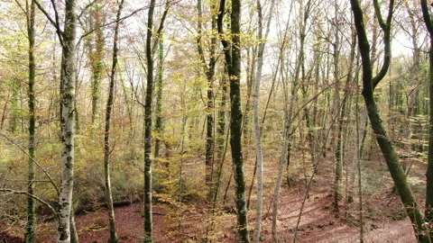 Aerial View Up to the Top of the Trees in Early Autumn Stock Footage 146760072