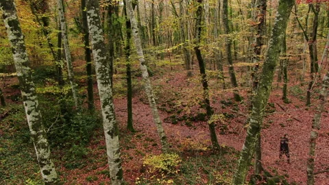 Aerial View Up to the Top of the Trees in Early Autumn Stock Footage 146760146
