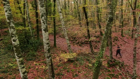 Aerial View Up to the Top of the Trees in Early Autumn Stock Footage 146760434