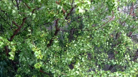 Aerial view to the top of trees in tne rain Stock Footage 30556448