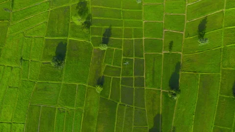 Aerial view top view field green background  Video stock 204958520