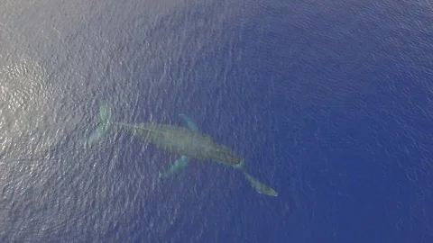 Aerial View Top View Humpback Whales Momma &amp; Calf. Baby Whale breaches. Stock Footage 72544520