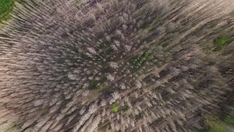 Aerial view top view of leafless trees in autumn Stock Footage 327962600