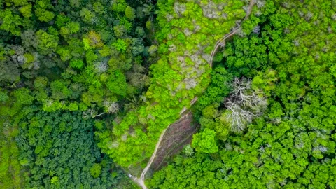Aerial view top view mixed forest mountain bush fresh Oxygen ozone green Stock Footage 153382026