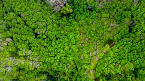 Aerial view top view mixed forest mountain bush fresh green ozone background Stock Footage 153382451