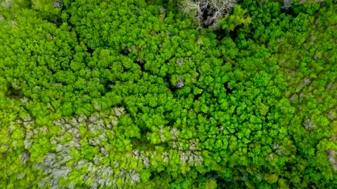 Aerial view top view mixed forest mountain bush fresh green background sunlight Stock Footage 153382472