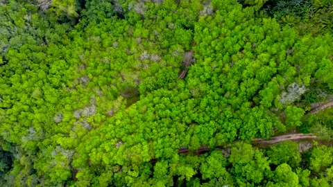 Aerial view top view mixed forest mountain bush fresh green ozone Stock Footage 153382474