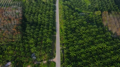 Aerial view Top view Palm Oil Tree Plantation from above nature green background Stock Footage 149489575