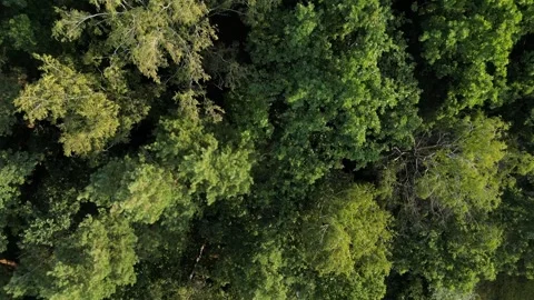 Aerial View of of Towering Treetops in 4K Forward Flight Видео 249398853