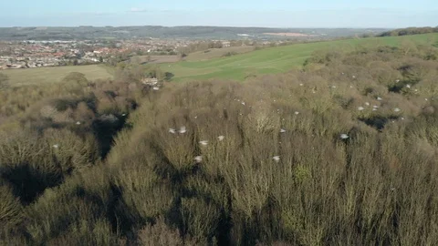 Aerial View Tracking Flock Of Pigeons Flying Above Countryside. Video stock 105204689