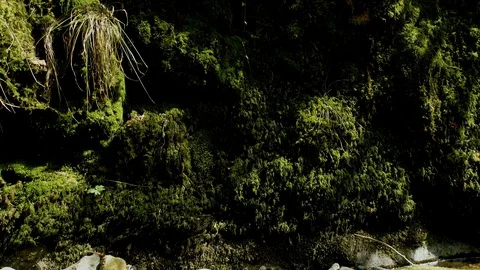 Aerial view with a tracking shot over a rock face overgrown Stock Footage 128718783