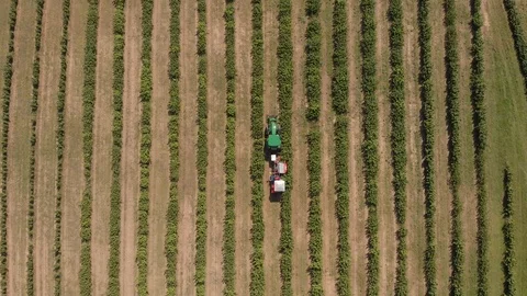 Aerial view of tracktor working on black currant field Stock Footage 118149042