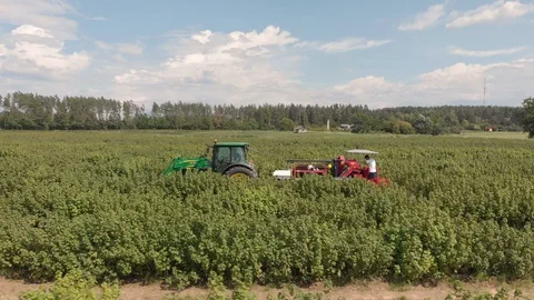 Aerial view of tracktor working on black currant field Stock Footage 118149231