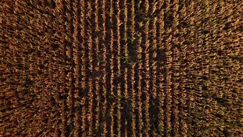 Aerial view of a tractor and grain cart at the edge of a cornfield Stock Footage 345531905