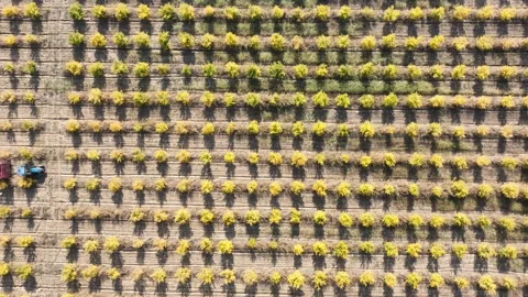 Aerial view a tractor is driving through thousands of pomegranate trees Stock Footage 234072873