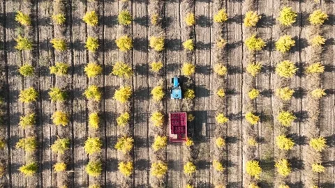Aerial view a tractor is driving through thousands of pomegranate trees Stock Footage 234073071