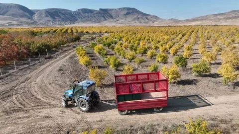 Aerial view a tractor is driving through thousands of pomegranate trees Stock Footage 235394731