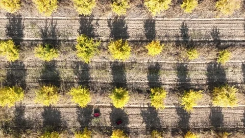 Aerial view a tractor is driving through thousands of pomegranate trees Stock Footage 239166507