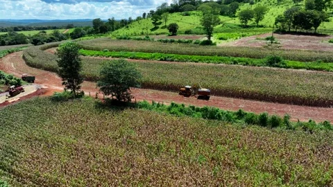 Aerial view of a tractor harvesting corn for silage in a field with contour.. Stock Footage 342349991