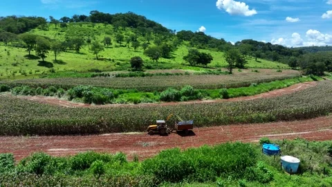 Aerial view of a tractor harvesting corn for silage in a field with contour.. Stock Footage 342350290