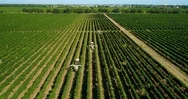 Aerial View Of A Tractor Harvesting Grapes In A Vineyard. Stock Footage