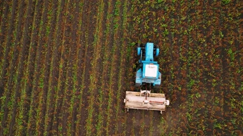 Aerial view Tractor Hilling Potatoes with disc hiller. Tractor plows a field. Stock Footage 191908245