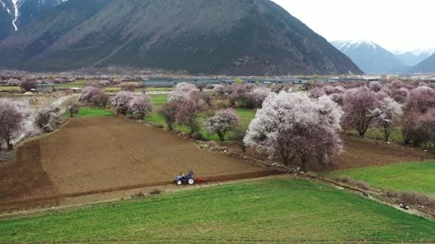 Aerial View of Tractor Plowing Fields with Peach Blossoms in Bome, Tibet Vídeo Stock 345846687