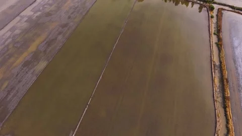 Aerial View Of Tractor Plowing Flooded Rice Field Stock Footage 340488844