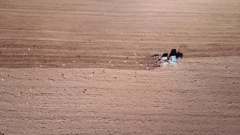 Aerial view of tractor on Prepare a field for planting Stock Footage 76243383