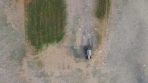 Aerial view of tractor preparing flooded field for rice planting with bird flock Stock-Footage 339803748
