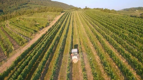 Aerial view of tractor spraying vines in vineyard on early summer morning Stock Footage 113561404
