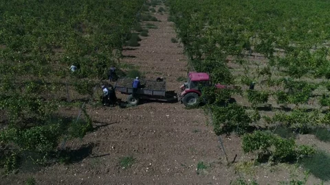Aerial view. Tractor with a trailer full of grapes goes through a plantation. Stock Footage 221001846