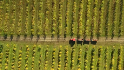 Aerial view of tractor transporting apple harvest through orchard Stock Footage 338413308