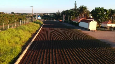 Aerial view of a tractor unloading coffee beans harvested from the field Stock Footage 253897920