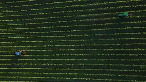 Aerial view of a tractor in a vineyard. Farmer spraying grape vines with tractor Stock Footage 99411652
