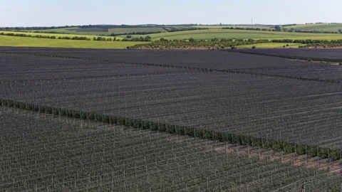 Aerial view of a tractor working in an apple orchard with protective anti hail Stock Footage 345493350