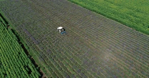 Aerial view, tractor working on a lavender field. Stock Footage 167678223