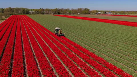 Aerial view of a tractor working in red tulip fields. Drone landscape of ag.. Stock Footage 337638402
