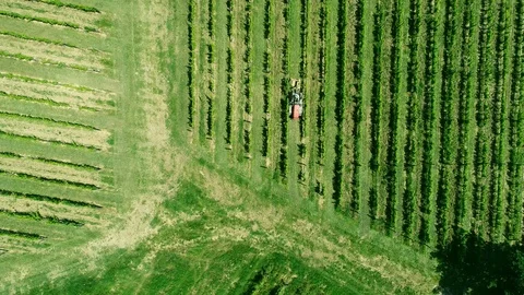 Aerial view of a tractor working in a vineyard in Chianti region, Tuscany, Italy Stock Footage 91012714