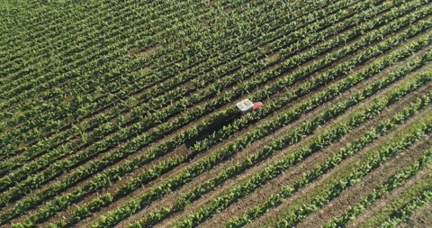 Aerial view: Tractor works the grape field. Amazing flying over the grape fields Stockbeeldmateriaal 156457315